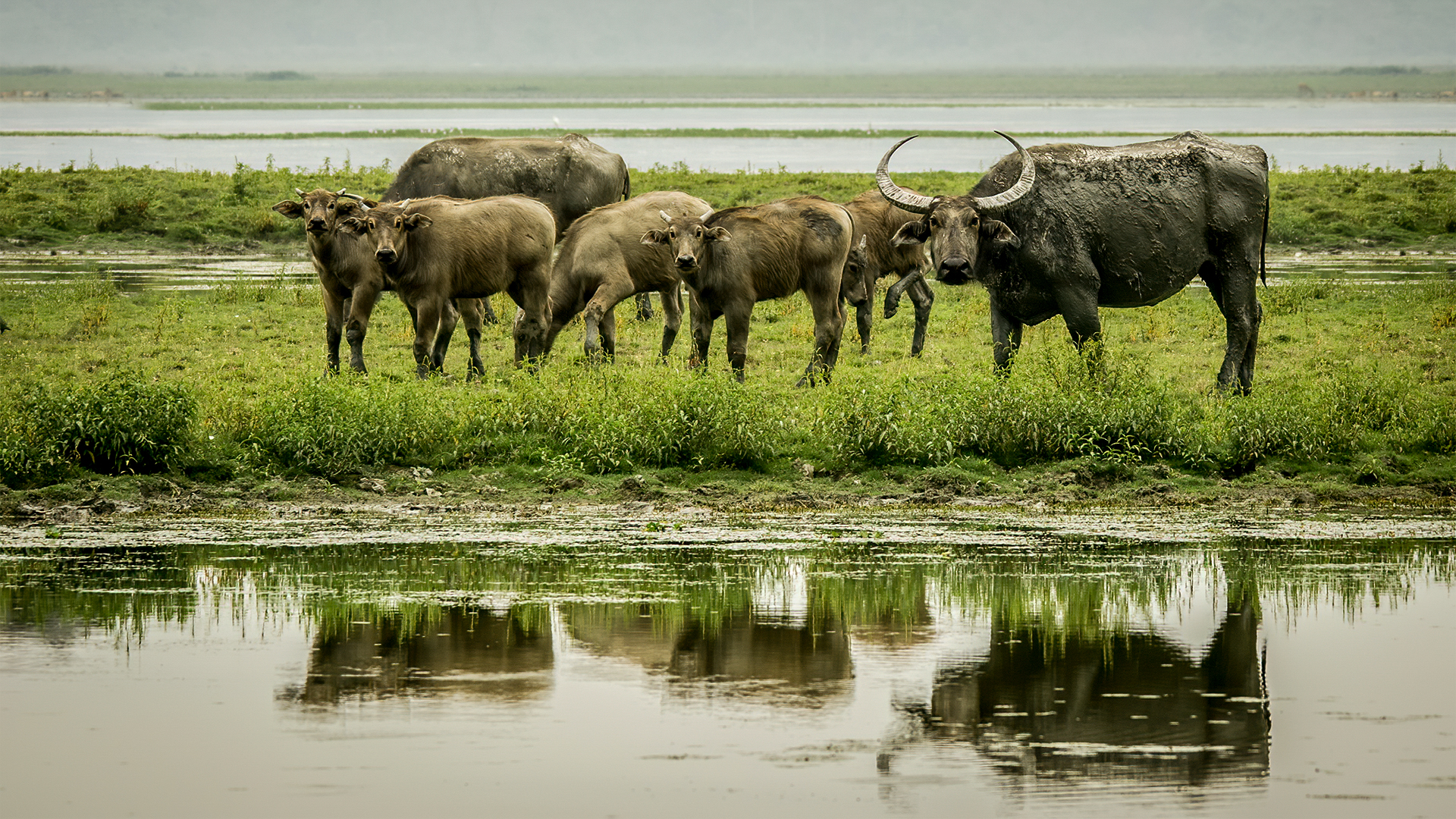 Awe-inspiring Endangered Asiatic Water Buffalos at Kaziranga National Park